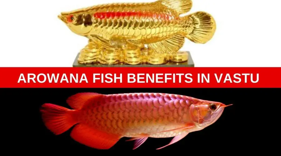 Follow these Vastu Tips to Keep Arowana Fish at Home to ward off Evil Forces
