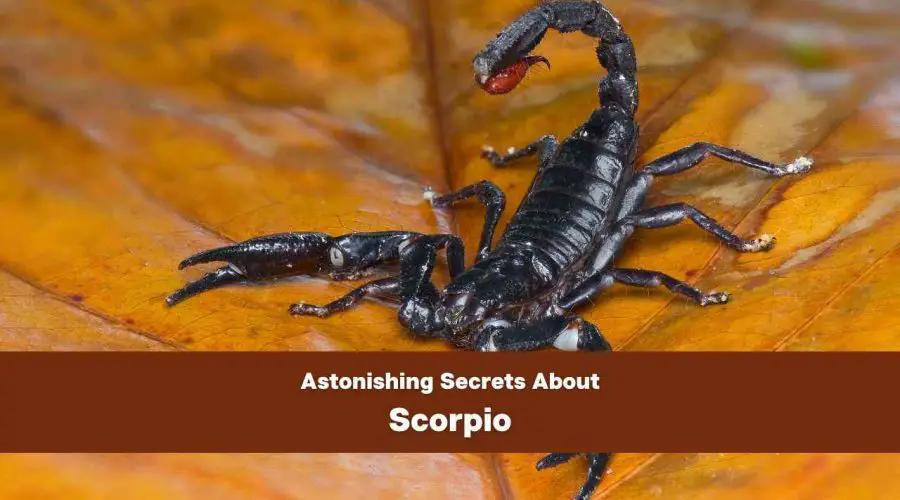 5 ASTONISHING Secrets About Scorpio You Never knew | Get READY to be Surprised