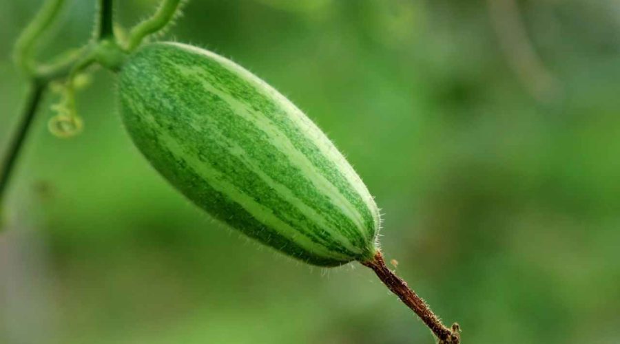 Know the Amazing Health Benefits of Parwal ( Pointed Gourd)