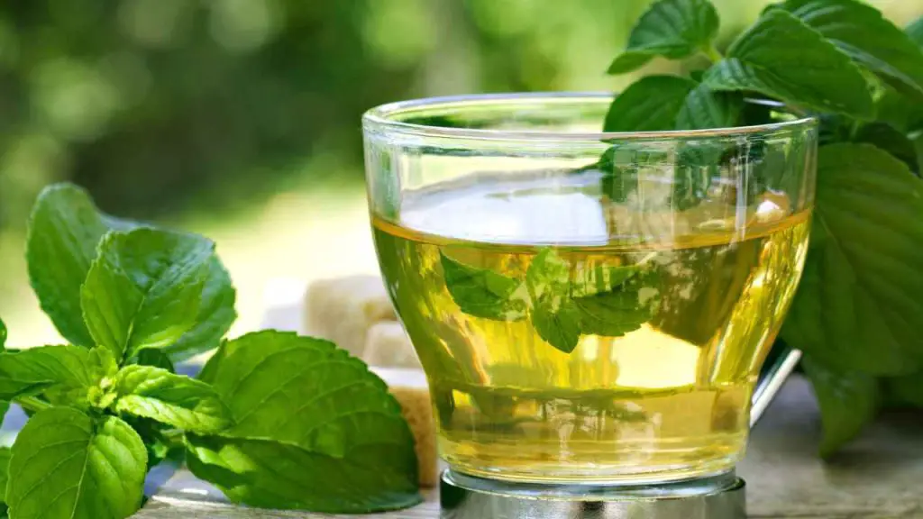 Spearmint Tea