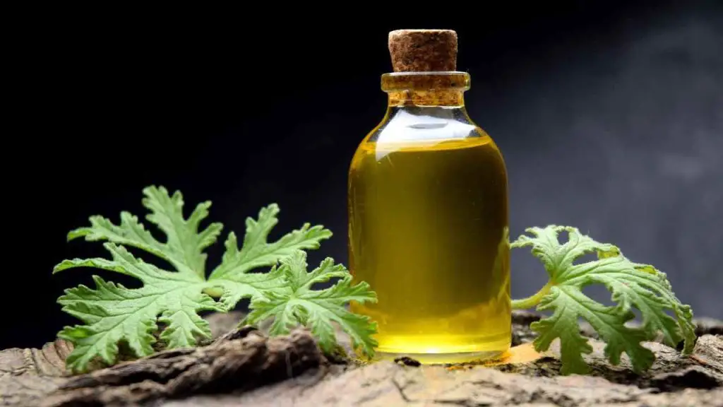 Geranium Oil