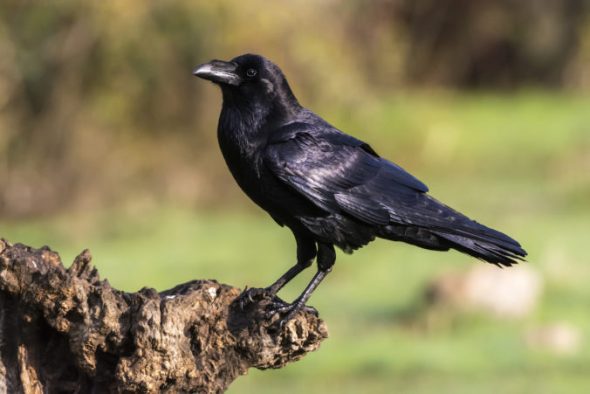 what-do-crows-symbolize-what-do-crows-symbolize-spiritually-eastrohelp