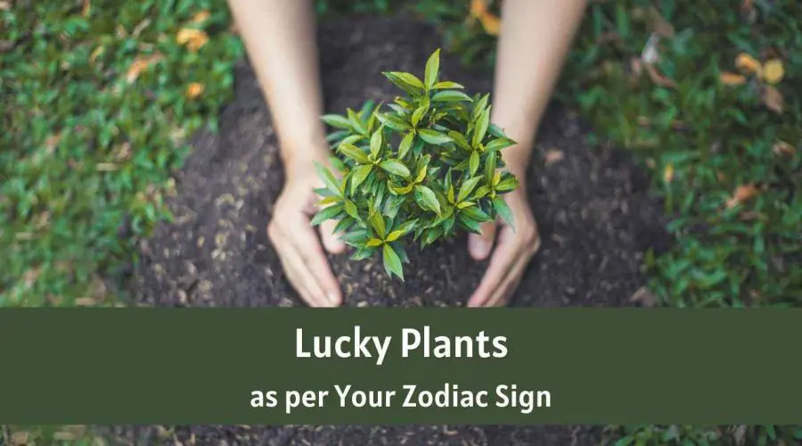 Choose Lucky Plants as per Your Zodiac Sign – A Complete Guide