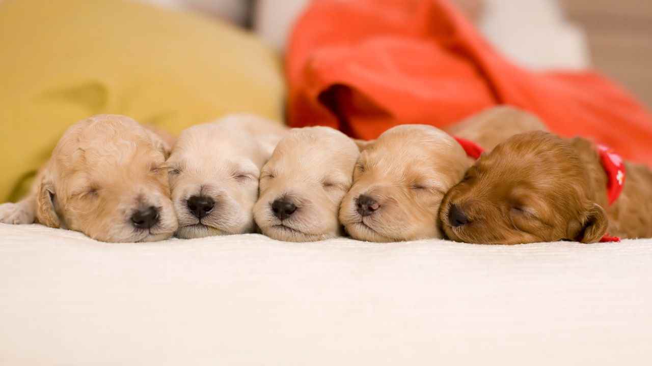 Getting Dream With Puppies What Does It Mean To You And Its 