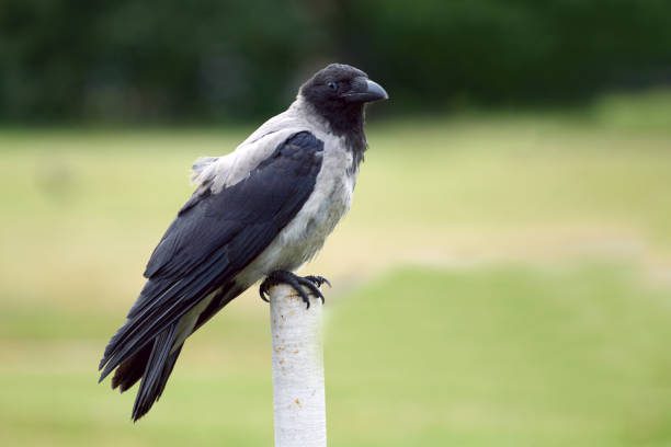 What Do Crows Symbolize Spiritually