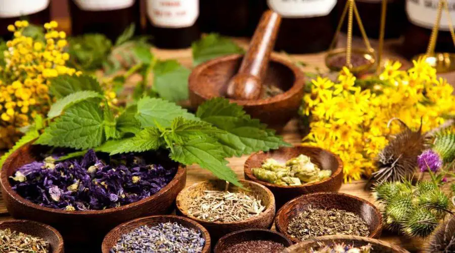 Herbs for Prosperity – Know these 8 WONDER Herbs for Abundance, Protection, and Prosperity