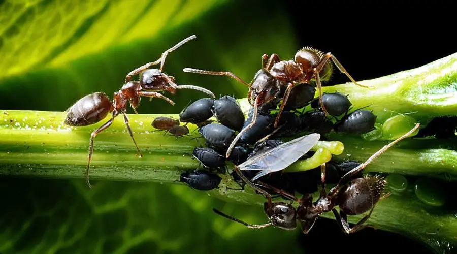 The Spiritual Meaning of Dreaming About Ants – A Complete Guide