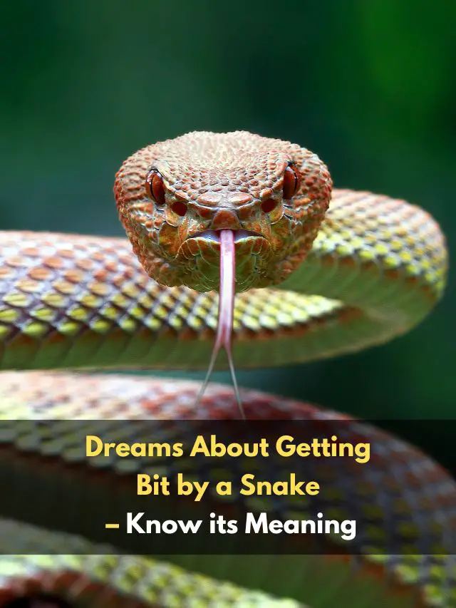 dreams-about-getting-bit-by-a-snake-know-its-meaning-eastrohelp