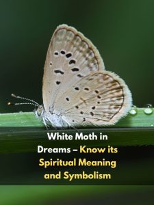 White Moth in Dreams – Know its Spiritual Meaning and Symbolism