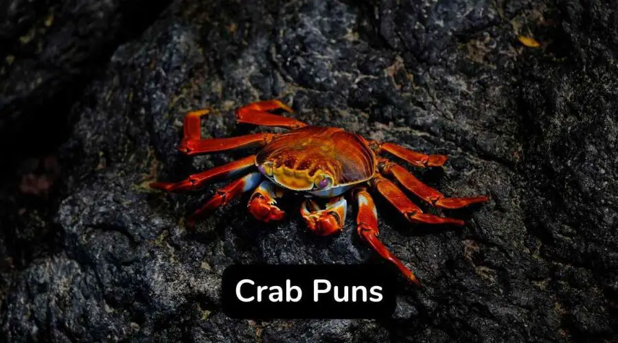 45 Crab Puns And Jokes You Should Not Miss!