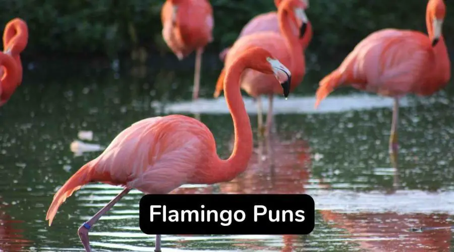 35 Trending Flamingo Puns and Jokes You Will Love