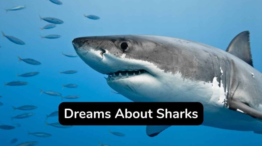 Dreams About Sharks – Know Its Meaning and Interpretation