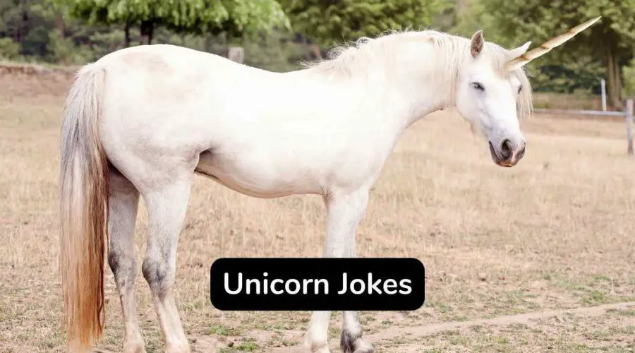 Best 35 Funny Unicorn Jokes for Kids and Adults