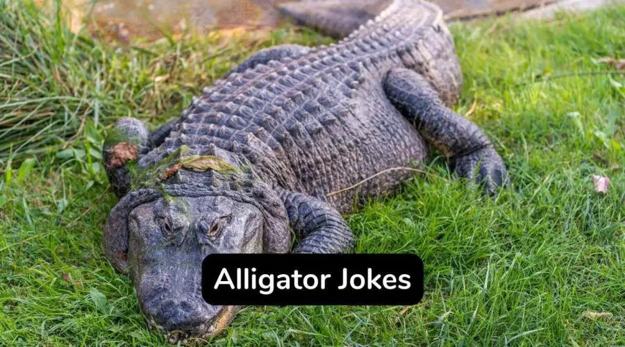 40 Funny Alligator Jokes That Will Make You LOL