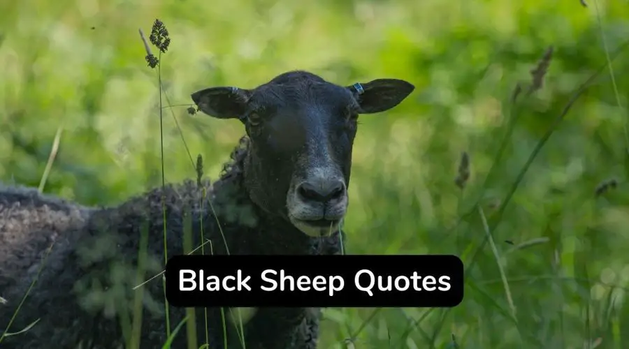 35 Trending Black Sheep Quotes You Will Love