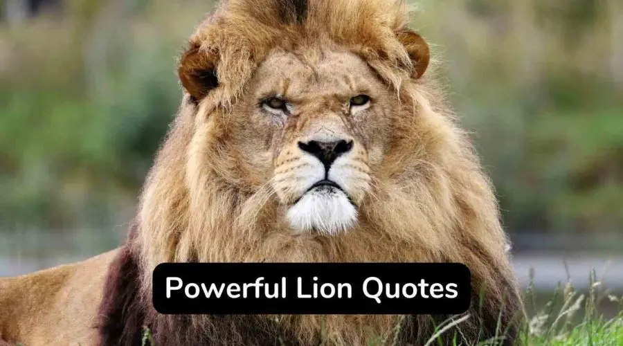 Trending 35 Attitude Powerful Lion Quotes You Will Love - eAstroHelp