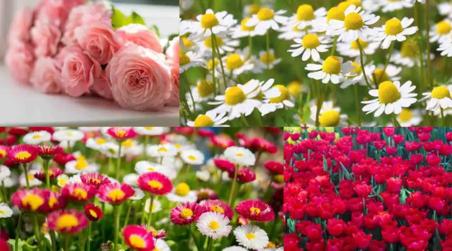 Know the Flowers Associated With Each Zodiac Sign