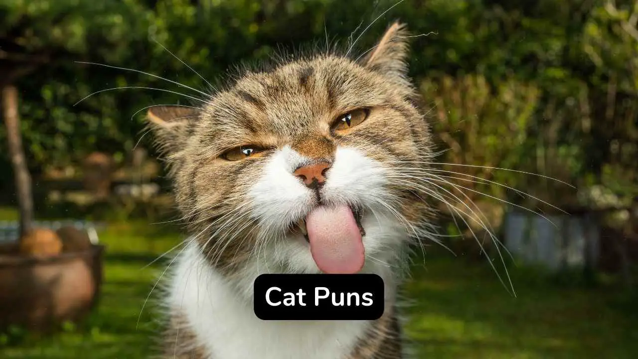 A Purr-fect List of Cat Police Puns - The Cat Bandit Blog