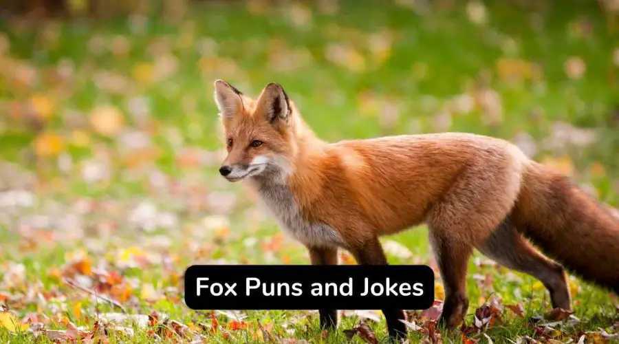 Best Funny 50 Fox Puns and Jokes That Are Really Wild