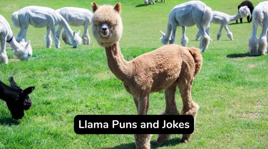 funny llama jokes