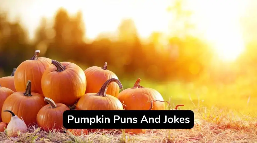 Best 50 Pumpkin Puns And Jokes That Are Very Funny