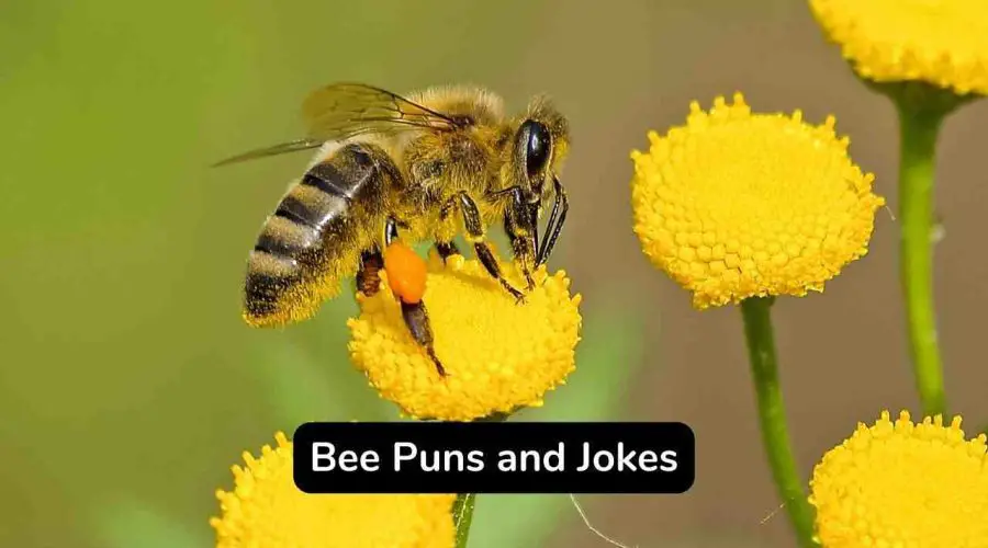 60 Funny Bee Puns and Jokes To Make Your Day