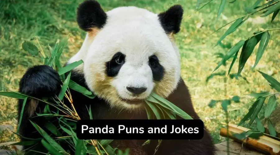 Best 60 Panda Puns and Jokes You Will Love