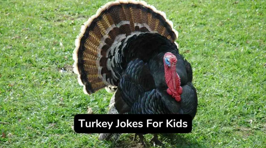 35 Funny Turkey Jokes For Kids and Adults
