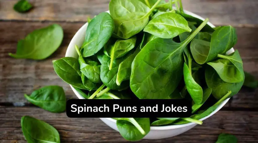 Top 50 Funny Spinach Puns and Jokes You Will Love