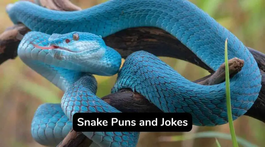 Best 105 Snake Puns and Jokes That Are Very Hisslarious